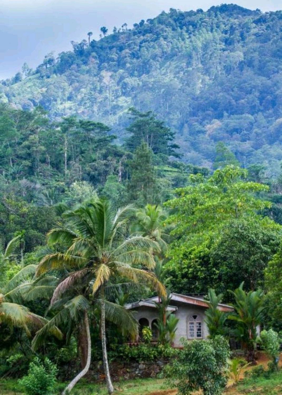 Serene Sinharaja Hotel Deniyaya Buitenkant foto